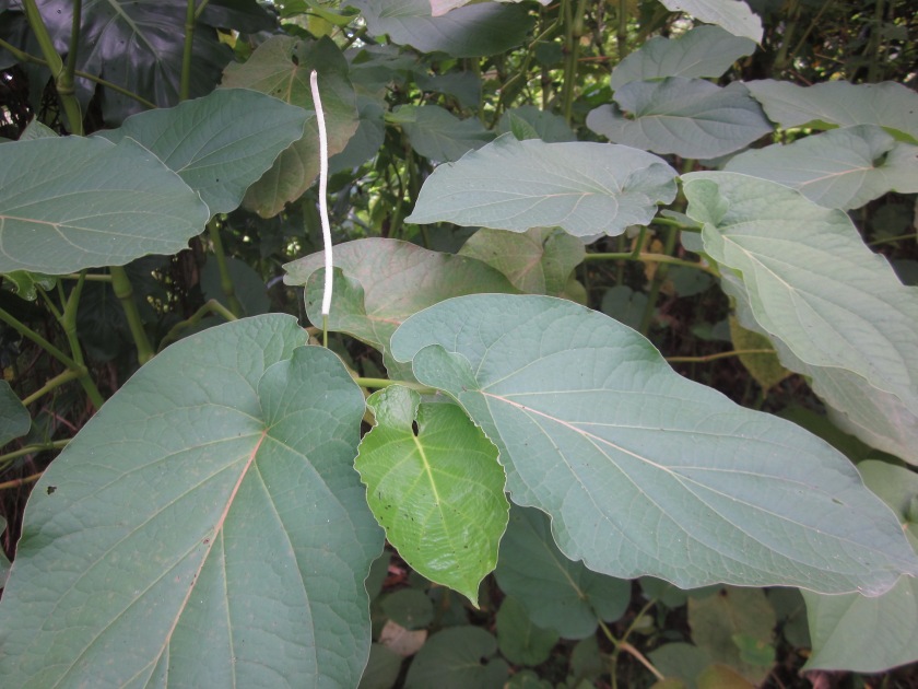 Jamaica medicinal herb african minty