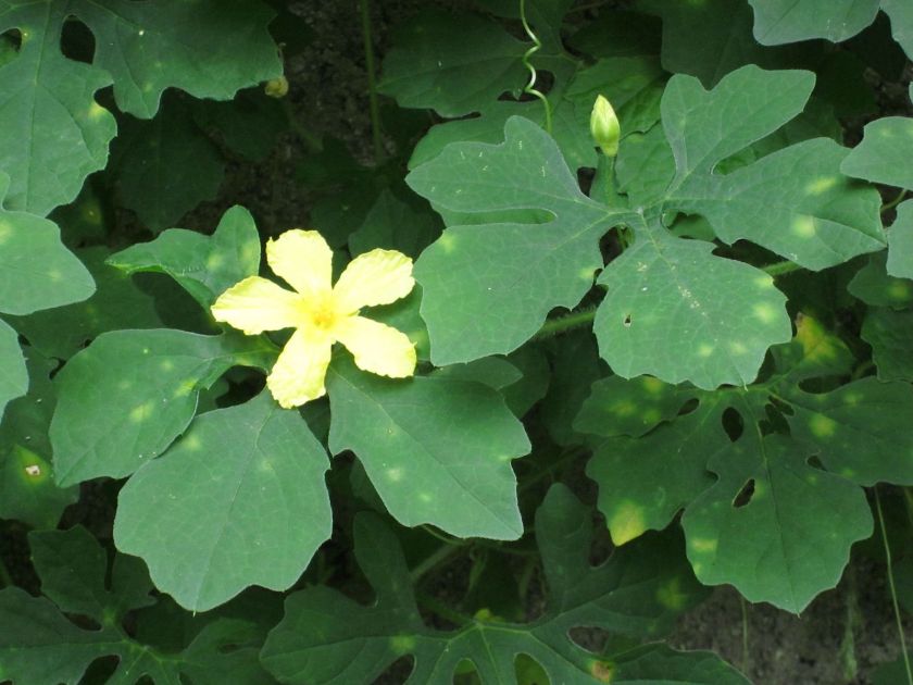 Jamaica medicinal herb cerasee
