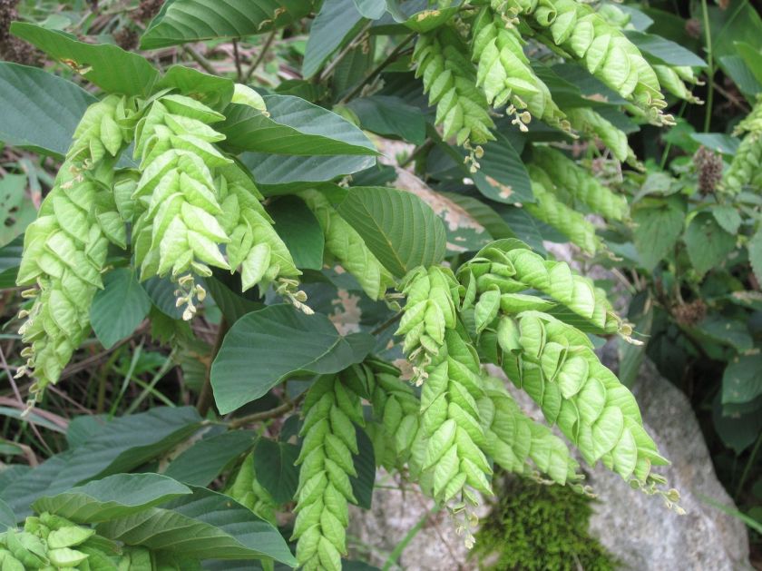 Jamaica medicinal herb wild hops