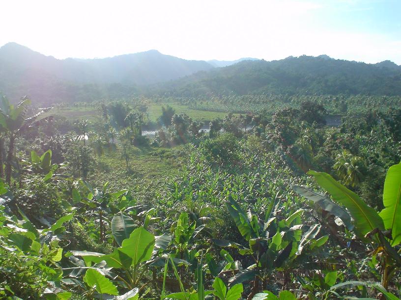 Jamaica Portland Rio Grande Valley Rivers View